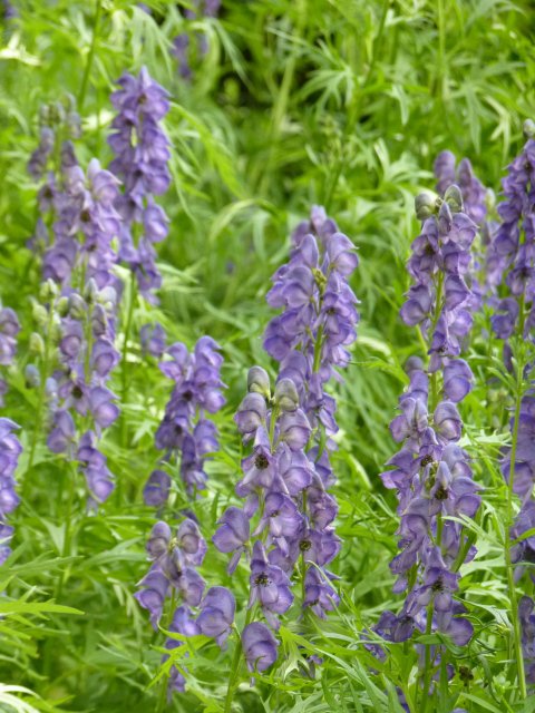 Aconitum napellus fleur (2)